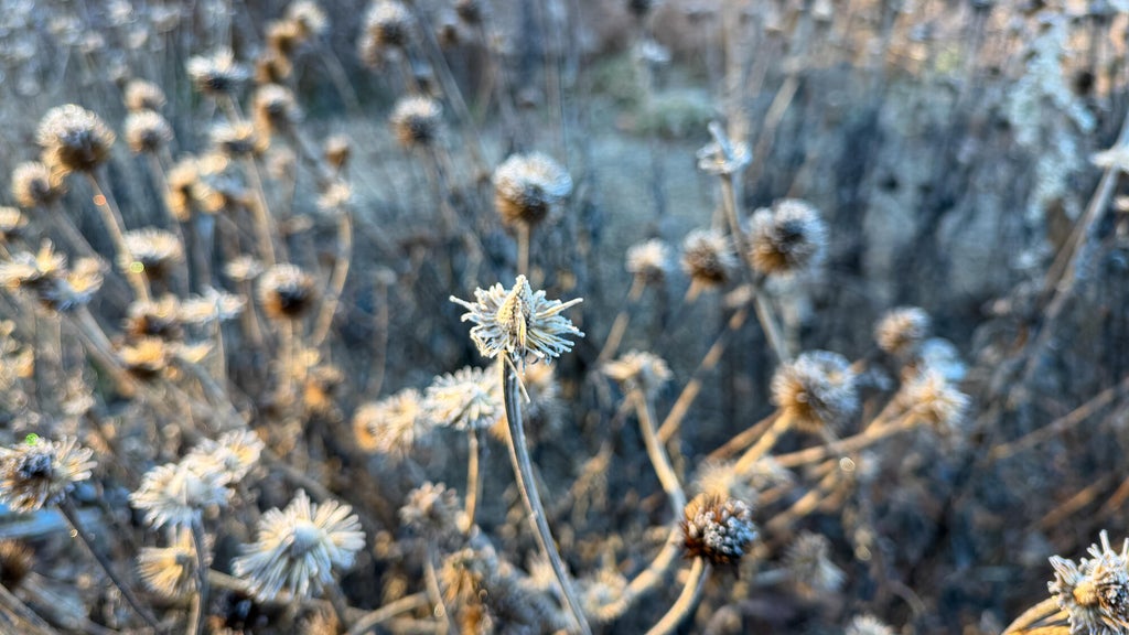Breezy winds bring cool air to Minnesota, with first frost possible in the metro Friday night — WCCO / CBS Minnesota, Nocatee Sports news