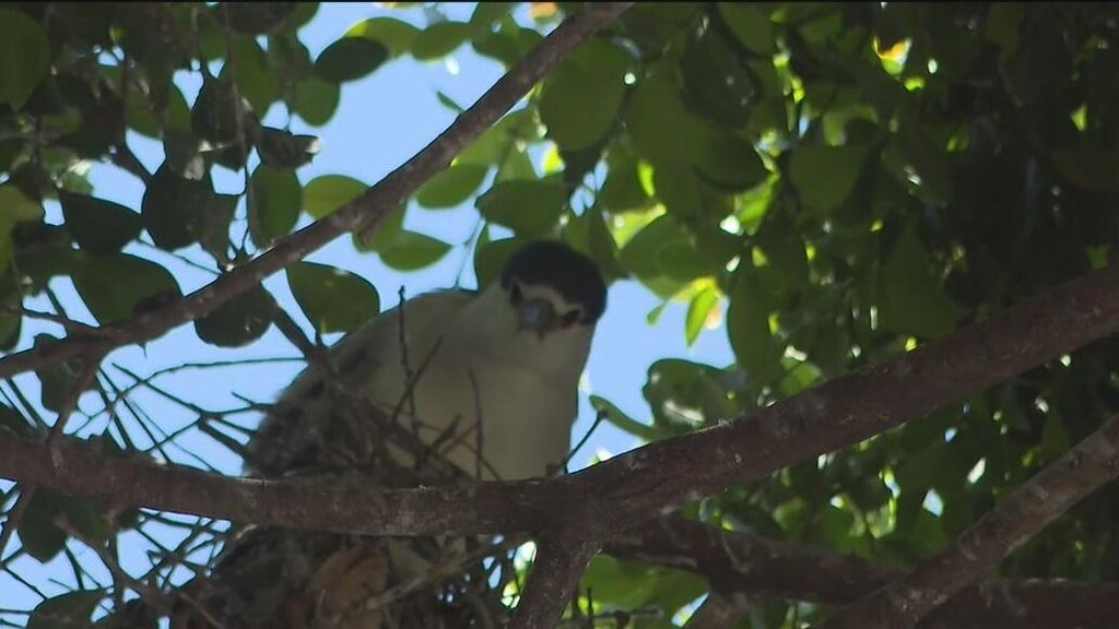 Oakland's official bird among those threatened with removal of downtown trees for housing complex — CBS Bay Area (KPIX), Nocatee Real Estate news