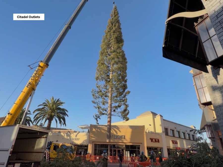World’s tallest fresh-cut Christmas tree arrives at Southern California outlet mall — WFTS ABC Action News Tampa, Nocatee Arts news