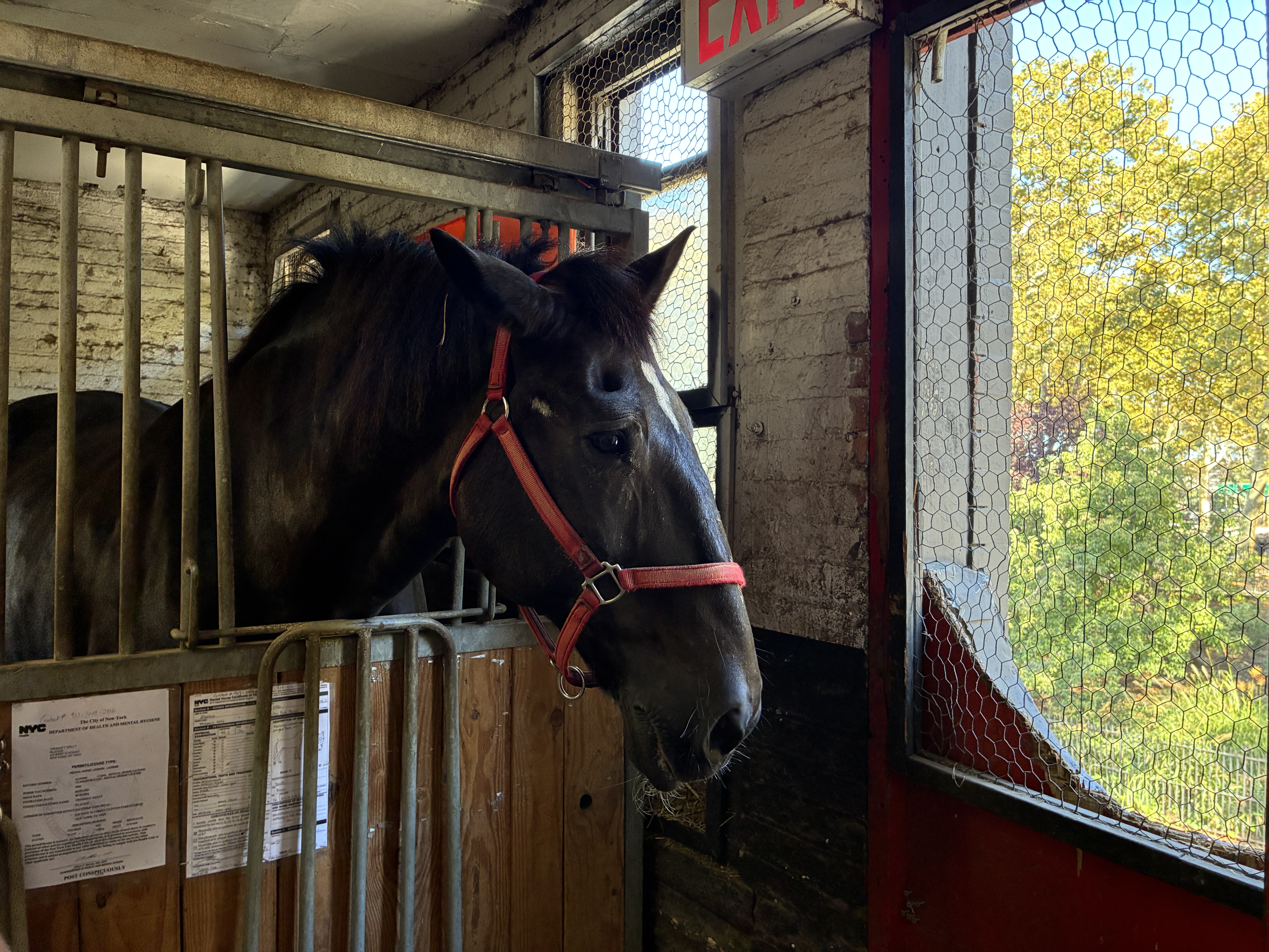 NYC’s horse carriage drivers feel betrayed as lawmakers set to abolish industry — Gothamist, Nocatee Community news