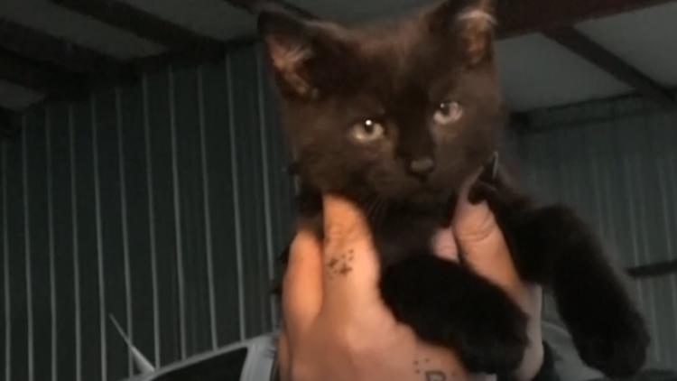 Pilot flies kitten with twisted legs to Kansas for treatment — First Coast News Life JAX