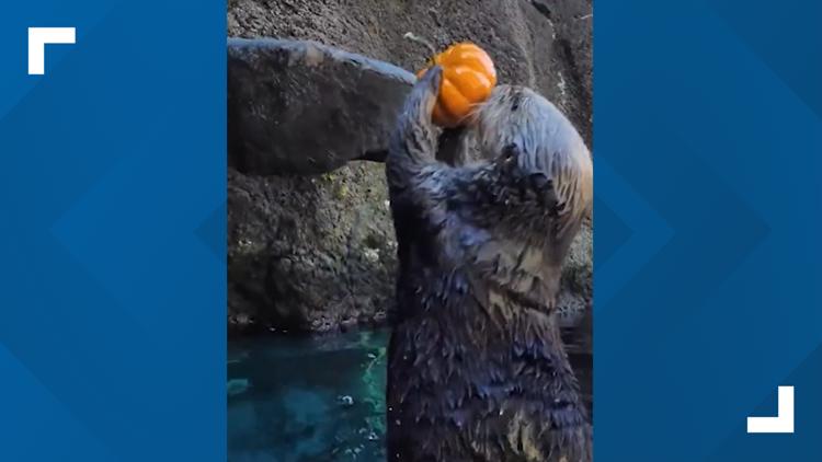 WATCH: Oregon Zoo otters get in the Halloween spirit by slam-dunking mini pumpkins — Nocatee Arts news