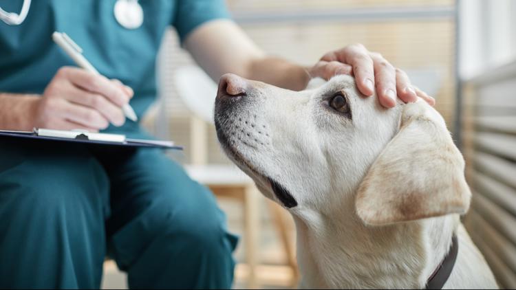 Certain pet medications recalled due to inconsistencies in potency — First Coast News Business JAX, Nocatee Business news