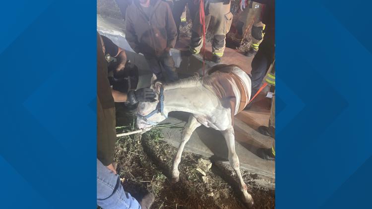 Plano firefighters rescue horse trapped in drainage ditch after escaping near Highway 121 — WFAA (Dallas-Fort Worth), Nocatee Community news