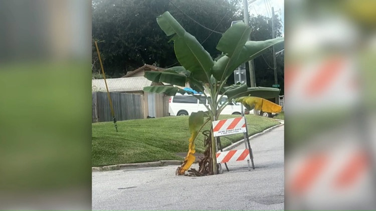 'Something needs to get done': Murray Hill neighbors draw attention to banana tree growing in pothole — First Coast News Local