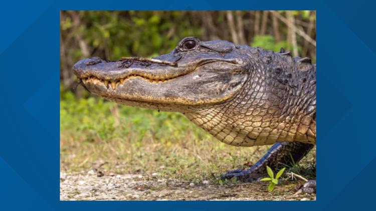 What led to 6 alligator attacks in Florida, including two fatalities? — Nocatee Community news